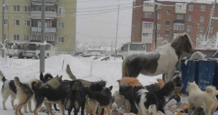 Фотофакт: В Якутске на помойке кормятся свора собак и лошади -  yakutia-daily.ru