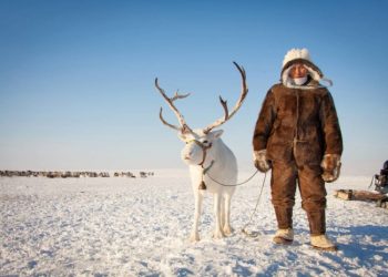 В Оленекском районе наблюдается рост поголовья домашних оленей