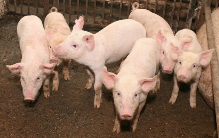 Будни свинокомплекса  «Хатасский»