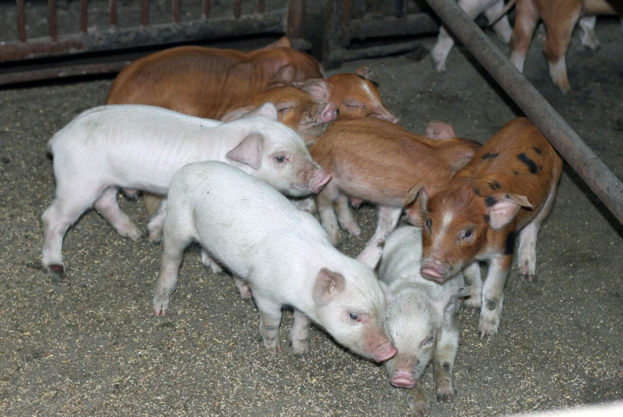 Будни свинокомплекса  «Хатасский»