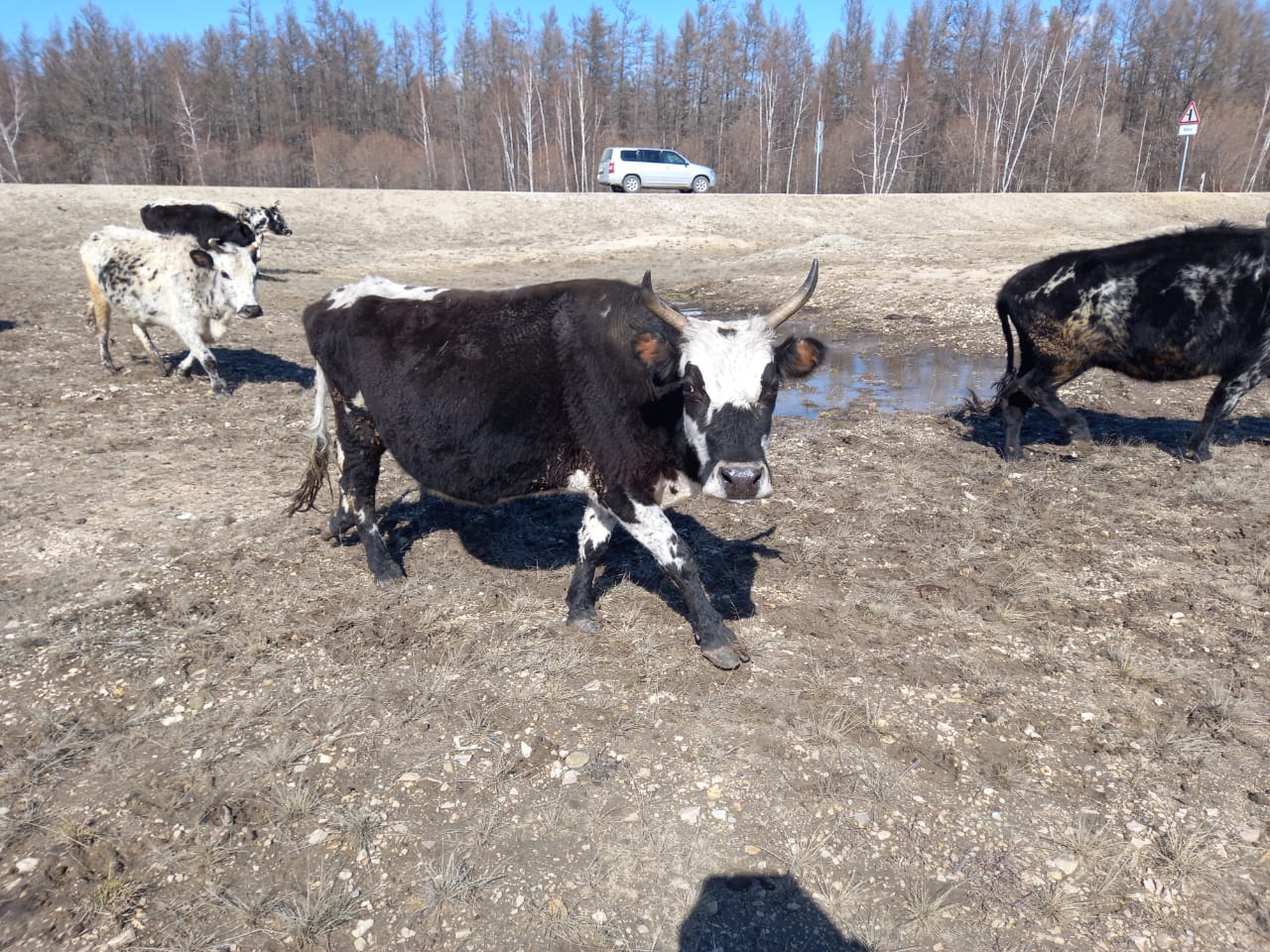 Репортаж: как в Якутии перегоняют скот в сайылыки