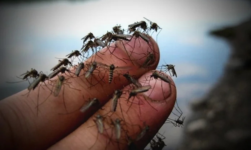 Причины, по которым комары выбирают, кого кусать — Yakutia-Daily.ru — свежие новости Якутии и Якутска – все важное и интересное