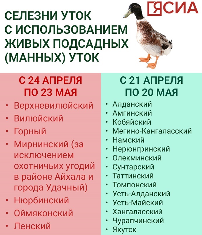 Какие особенности утиной охоты есть в Якутии — Yakutia-daily.ru