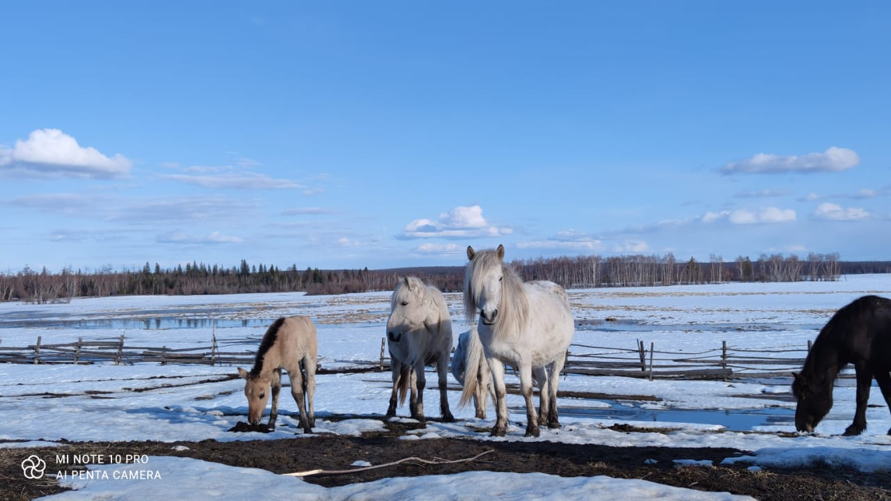 В деревню, в глушь: как в Якутии развивают агротуризм