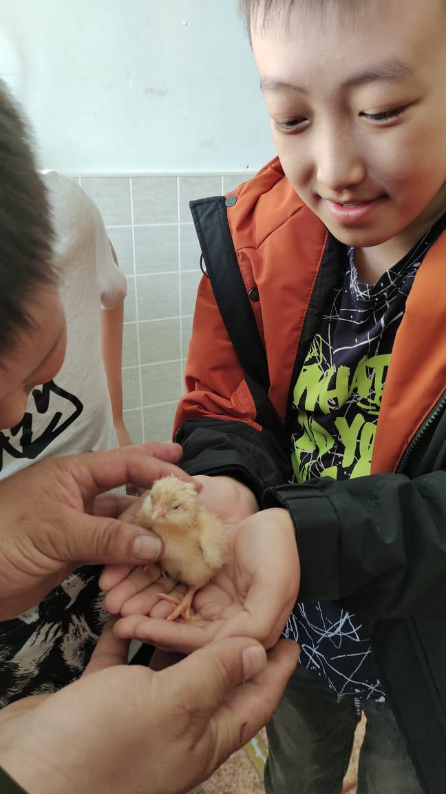 В Батаринской средней школе села Сымах вырастили цыплят