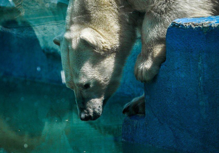 Фотофакт: как поживает белый медведь Алмаз в хабаровском зоосаду