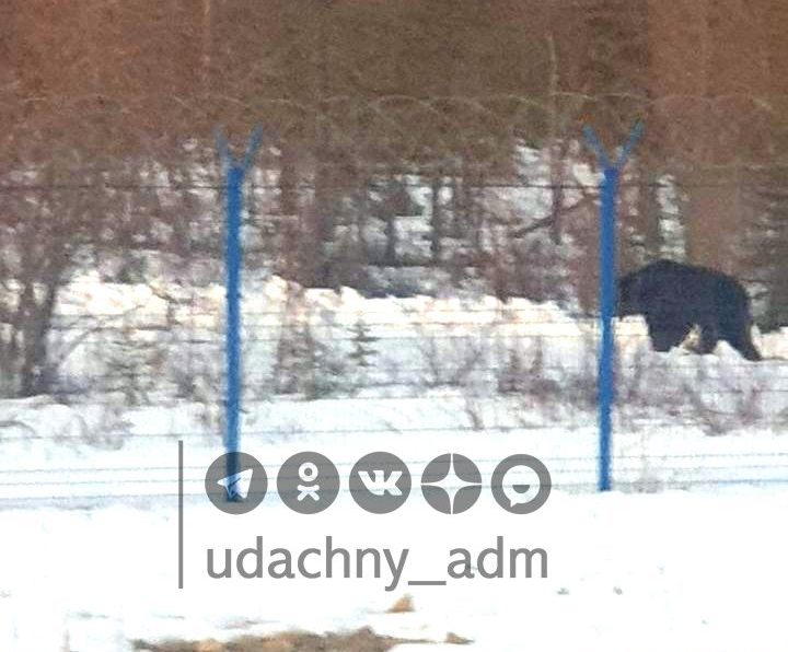 Медведь забрел на территорию аэропорта в Якутии